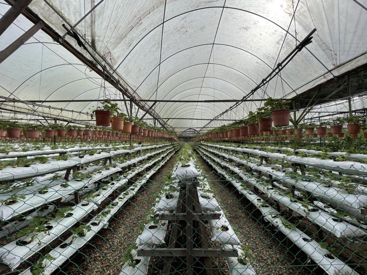 Aiza Homestay Opposite Abang Strawberry Taman Sedia Tanah Rata Bagian luar foto